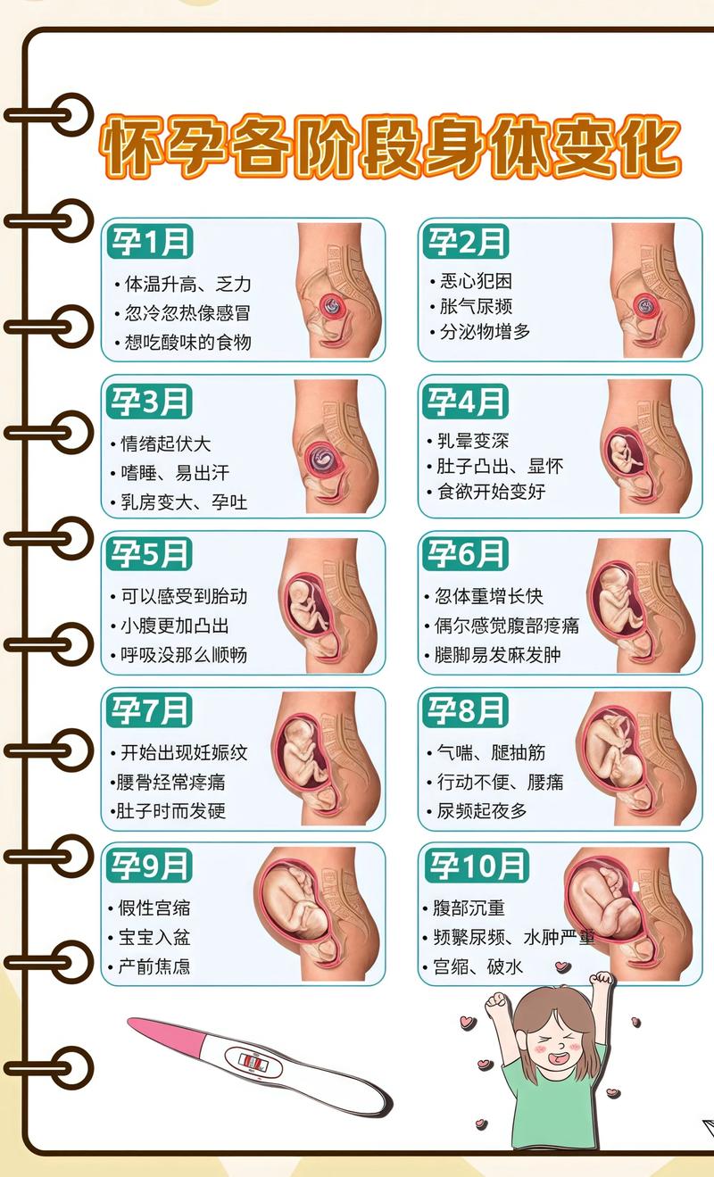 揭秘供卵代孕妈妈怀孕小腹分两节，孕期变化的奥秘鹤壁代生机构: